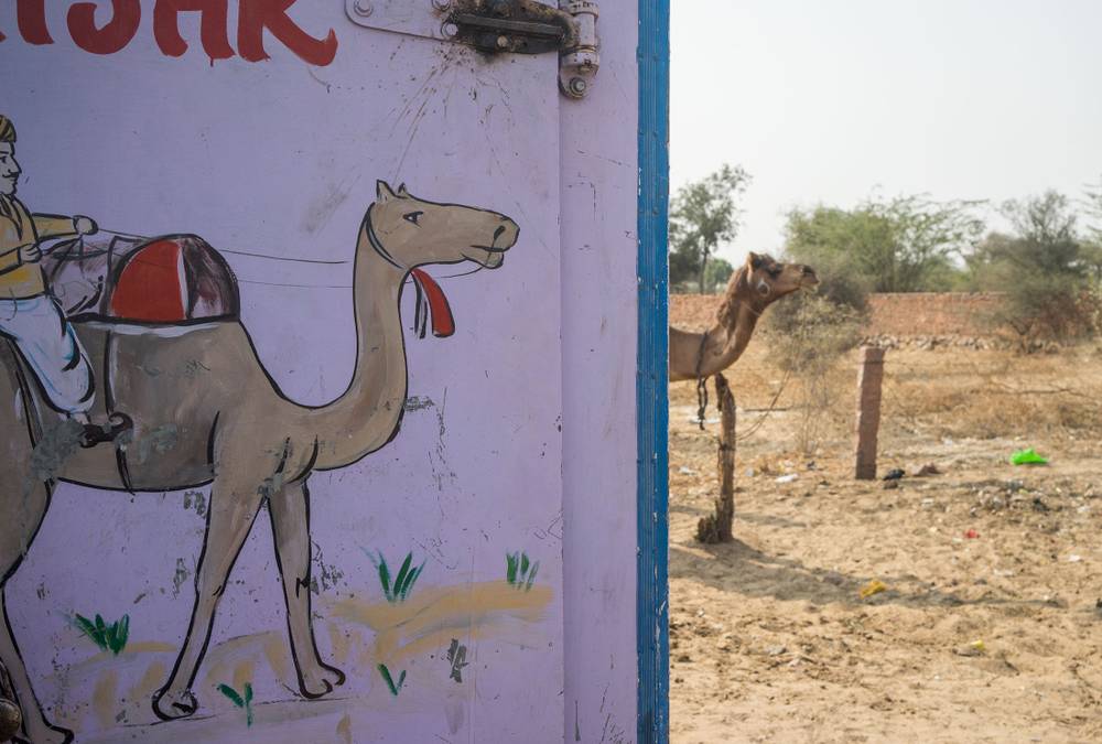 Camel and a drawing of a camel