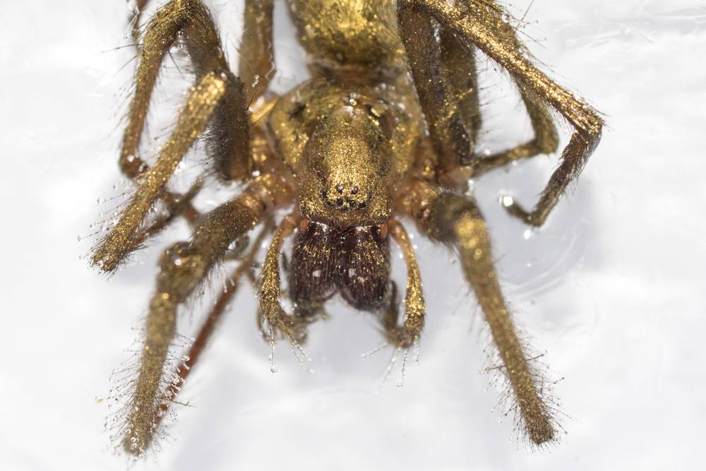 Golden Spider