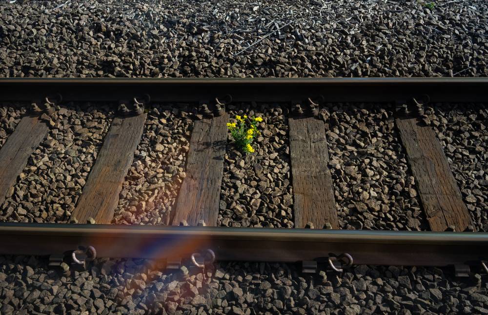 Flower in Train Tracks