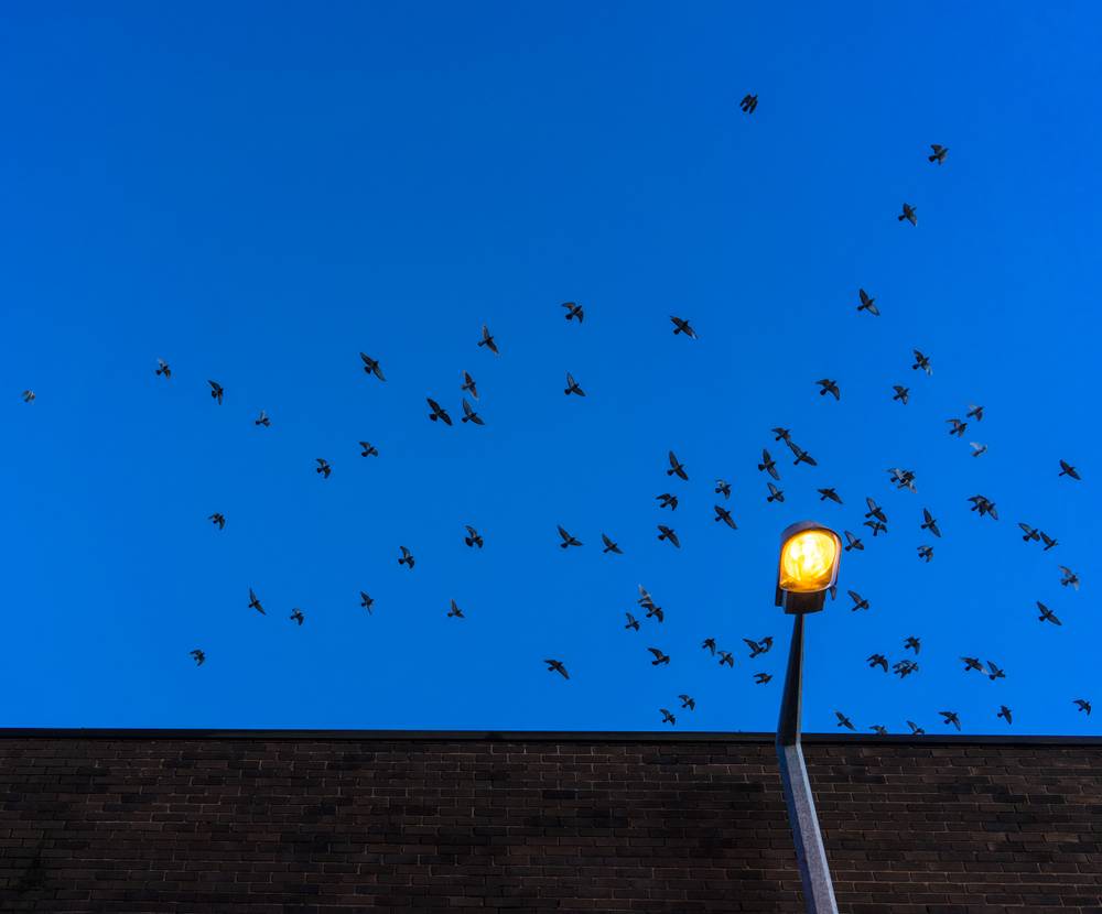 Birds and a street light