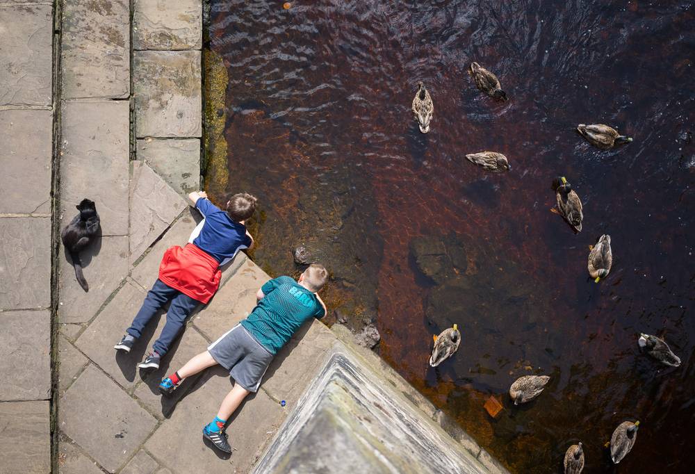 Children, ducks and a cat