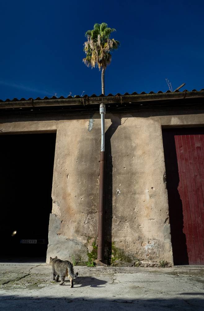 A cat and a tree