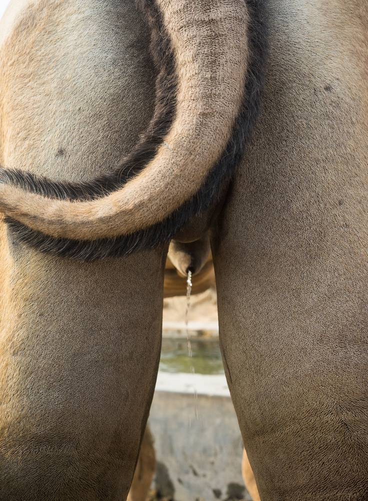 The rear side of a camel