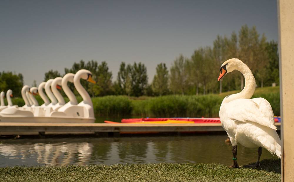 A swan and swan pedalos